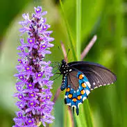 butterfly girl images dp